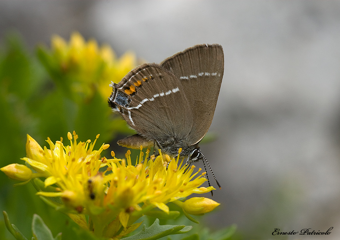 da identificare - Satyrium spini